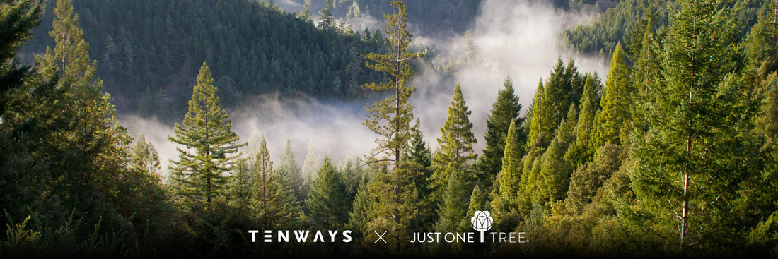 Celebrate TENWAYS' tree triumph – over 10,000 planted by you!